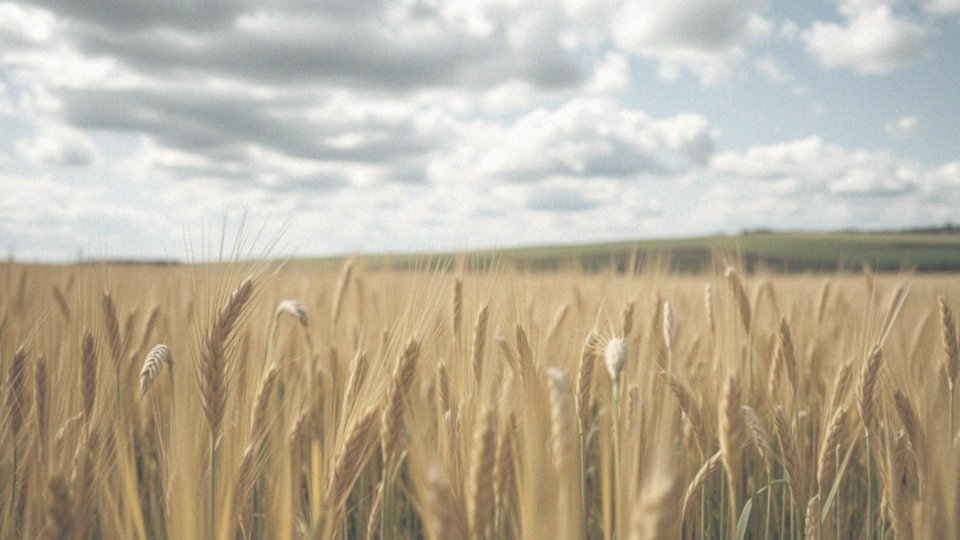 Jakie są korzyści stosowania nawozu Plonvit Zboża?