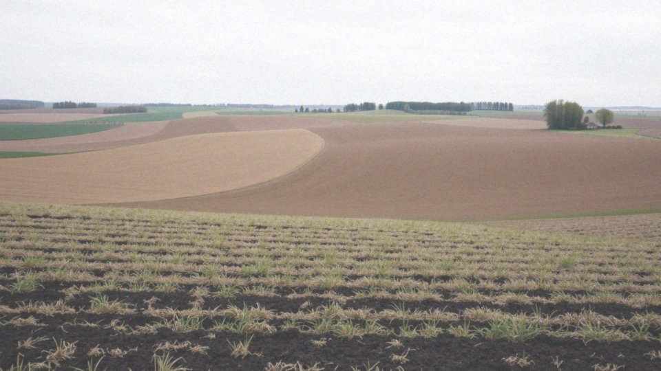 Jak zmieniała się powierzchnia uprawy ziemniaka w Polsce?
