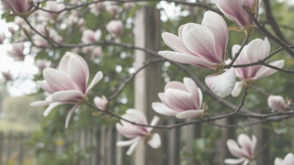 Jak wyglądają magnolie i ich symbolika?