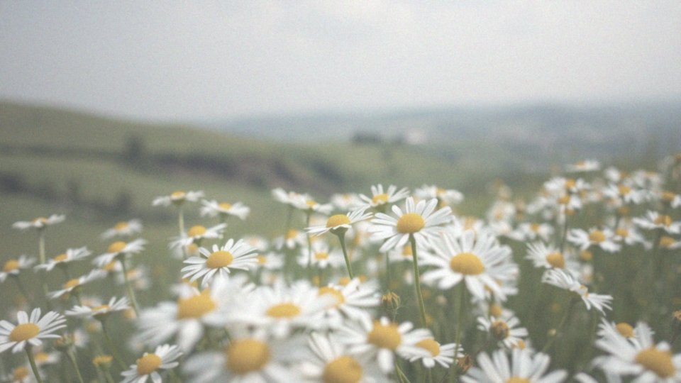 Czym jest uczulenie anafilaktyczne na rumianek?