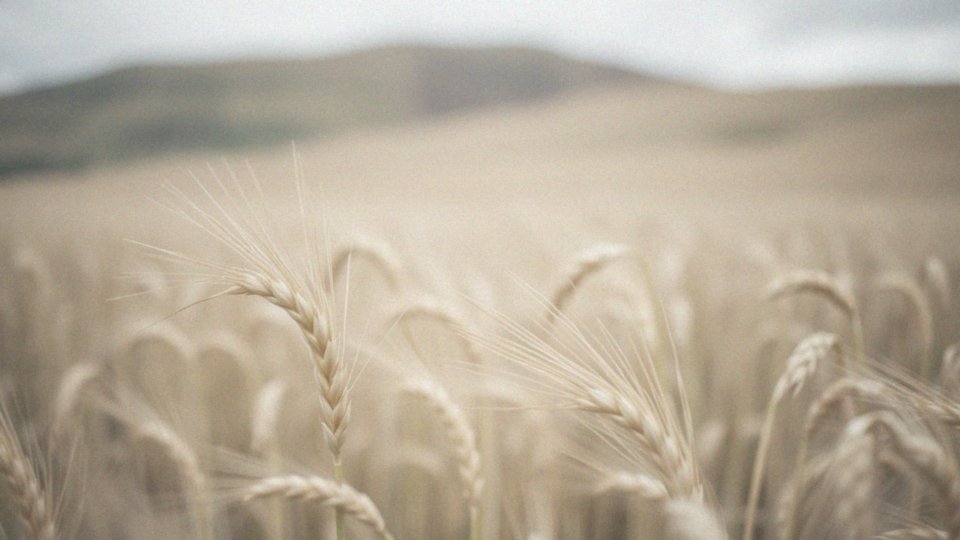 Szyja a kark – budowa, funkcje i przyczyny bólu
