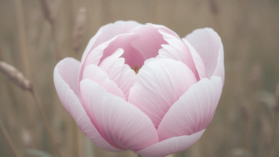 Vulva co to? Kluczowe informacje o wulwie i jej funkcjach